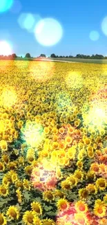 Sunflower field with bokeh lights under a bright blue sky.