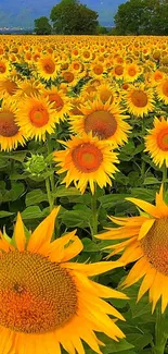 Vibrant sunflower field under a clear blue sky, perfect for mobile wallpaper.