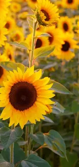 Vibrant sunflower field with bright blooms.