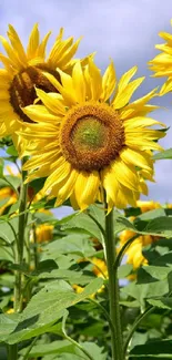 Bright sunflower field under a clear sky.