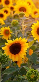 Sunflower field wallpaper with bright yellow blooms and lush green leaves.