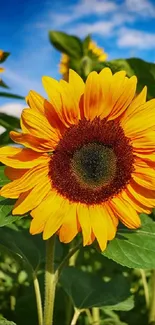 Vibrant sunflower in bloom under a clear blue sky, perfect for mobile wallpaper.