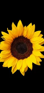 Vibrant sunflower on black background for mobile wallpaper.