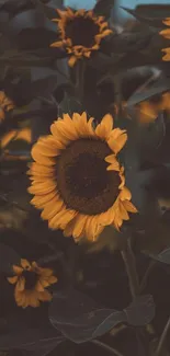 Sunflower with dark leaves and vibrant yellow petals on phone wallpaper.