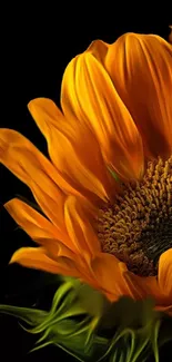 Close-up of a vibrant orange sunflower against a black background.