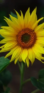 Bright yellow sunflower against dark background.