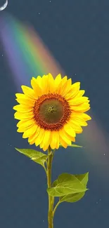 Sunflower with rainbow on dark blue background for mobile wallpaper.