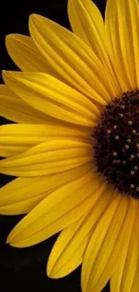 Vibrant sunflower with yellow petals on a dark background.