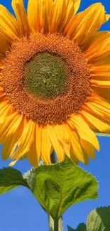 Vibrant sunflower against a blue sky, full bloom mobile wallpaper.