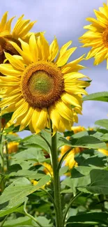 Yellow sunflowers under a clear blue sky, perfect for a mobile wallpaper.