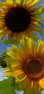 Two bright sunflowers against a blue sky.