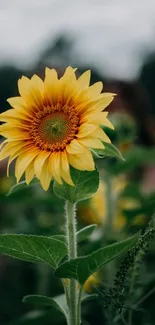 Vibrant yellow sunflower with green leaves in a dark natural background.