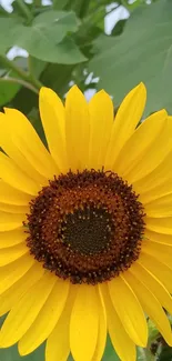 Vibrant sunflower with green leaves background.