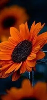 Vibrant orange sunflower against a dark background, perfect for mobile wallpaper.