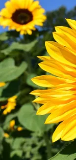 Bright sunflowers against a clear blue sky.