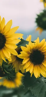 Vibrant sunflowers on a mobile wallpaper against a natural backdrop.