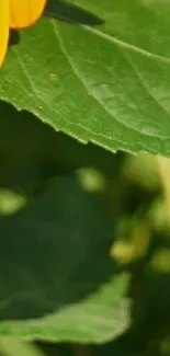 Bright yellow sunflower with green leaves.