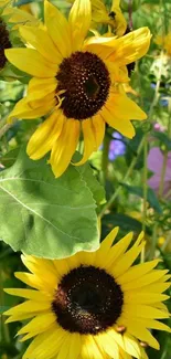 Bright yellow sunflowers in a natural setting, showcasing lush greenery.