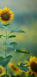 Vibrant sunflower with green backdrop mobile wallpaper.