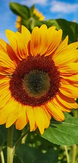 Bright sunflower with green leaves and clear blue sky background.