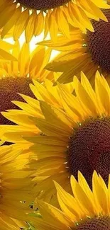 A close-up view of vibrant, blooming sunflowers.