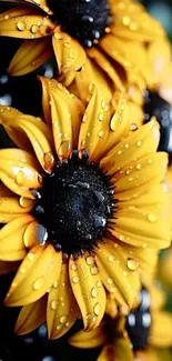 Dew-covered yellow sunflowers closely packed creating a vibrant, sunny wallpaper.