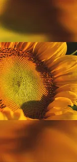 Closeup of a vibrant yellow sunflower in full bloom.