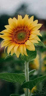 Vibrant sunflower with green leaves in nature setting.