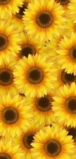 Bright yellow sunflower wallpaper for mobile, featuring a floral pattern.