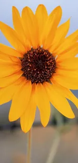 Vibrant sunflower against a blue background.