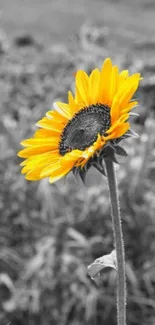 Bright sunflower on a monochromatic grey background.