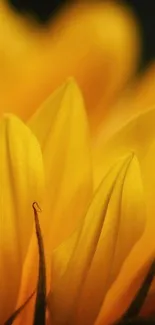 Close-up of vibrant sunflower petals in golden yellow hues.