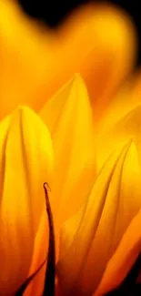 Close-up of vibrant yellow sunflower petals.