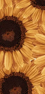 A vibrant sunflower wallpaper with yellow petals and dark centers.