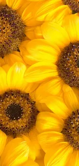 Bright yellow sunflower mobile wallpaper, full of vibrant details.