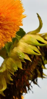 Vibrant orange sunflower with lush green leaves.