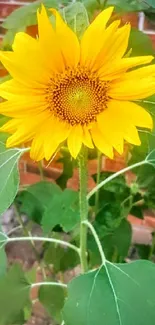 A vibrant sunflower with green leaves against a rustic brick wall background.