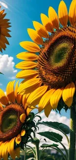 Sunflowers in a bright, sunny field with a clear blue sky background.