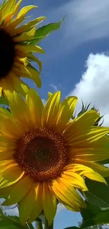 Sunflowers blooming under a bright blue sky with fluffy white clouds.