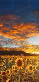 Sunflower field under a vibrant sunset sky.