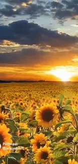 Sunflowers in a field with a vibrant sunset in the background.