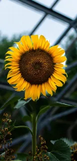 Sunflower blooming vibrantly in a greenhouse setting.