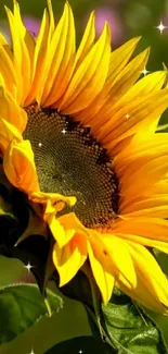 Close-up of a vibrant sunflower against a blurred green background.