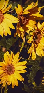 Mobile wallpaper featuring vibrant sunflowers with yellow petals and green leaves.