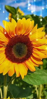 Vibrant sunflower with bright yellow petals under a clear blue sky.