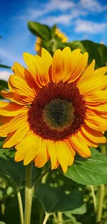 Bright sunflower with yellow petals against a clear blue sky.