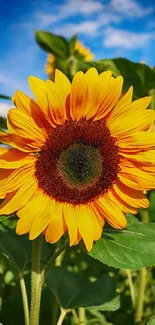 Vibrant sunflower with blue sky background, highlighting nature's beauty.