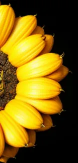 Yellow sunflower with dark background, vibrant petals detailed.