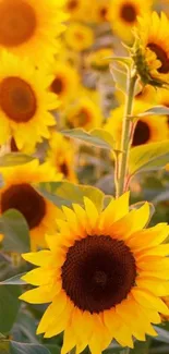 Vibrant sunflower wallpaper with yellow blooms in sunlight.