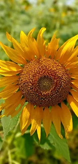 Bright yellow sunflower in a green field, perfect for a mobile wallpaper.